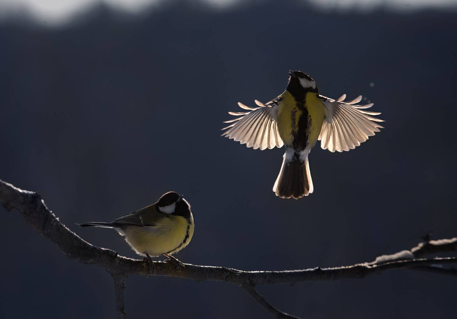 лес, свет, утро, природа, синица, птицы, Баранов Олег