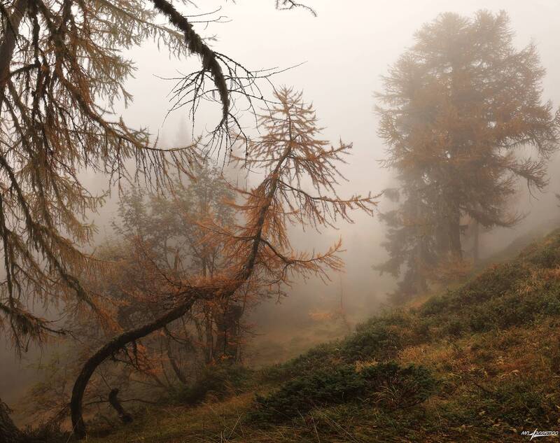 swiss Осень Лес Туман фото превью