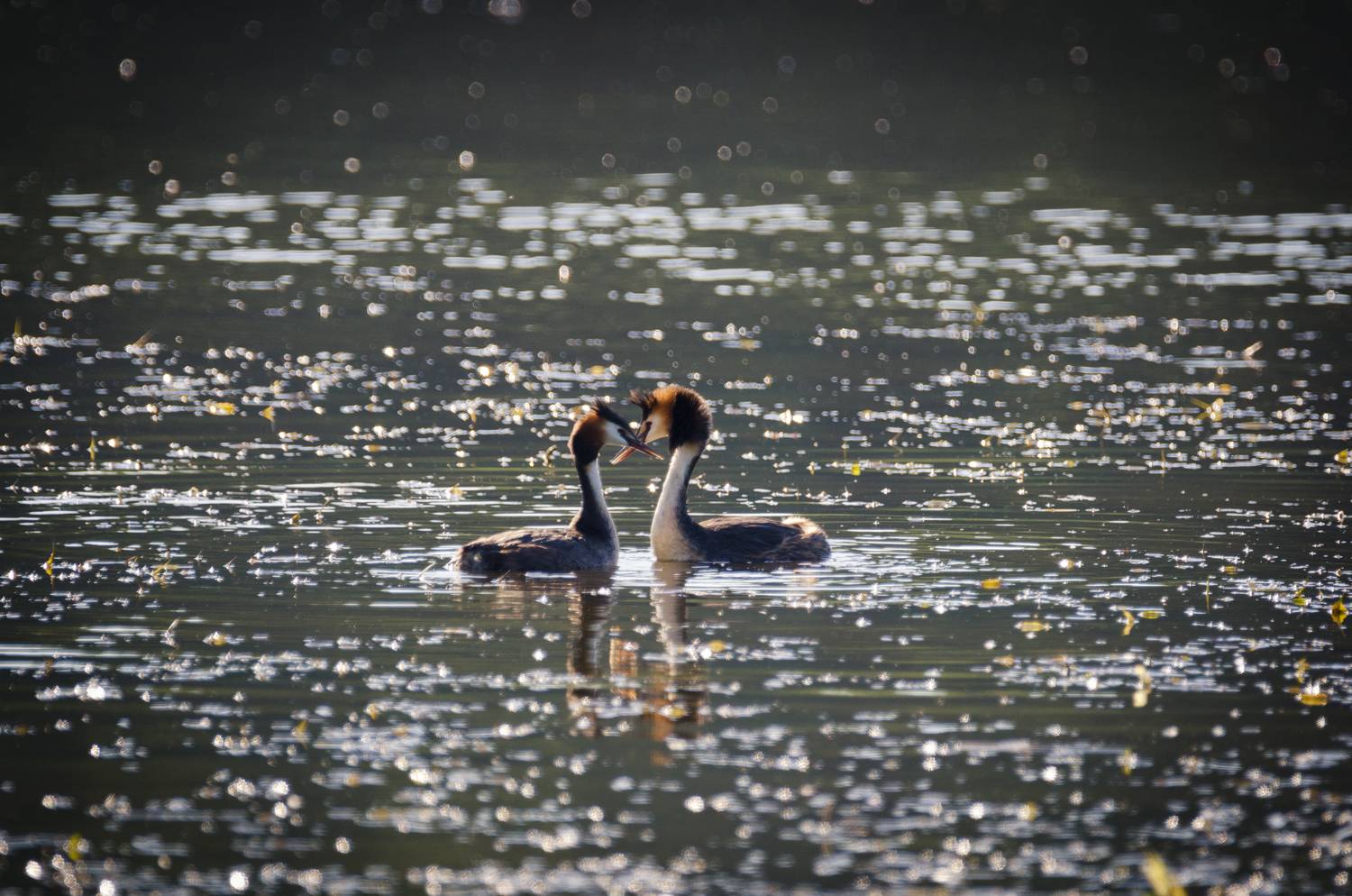 чомга, Олеся Боева