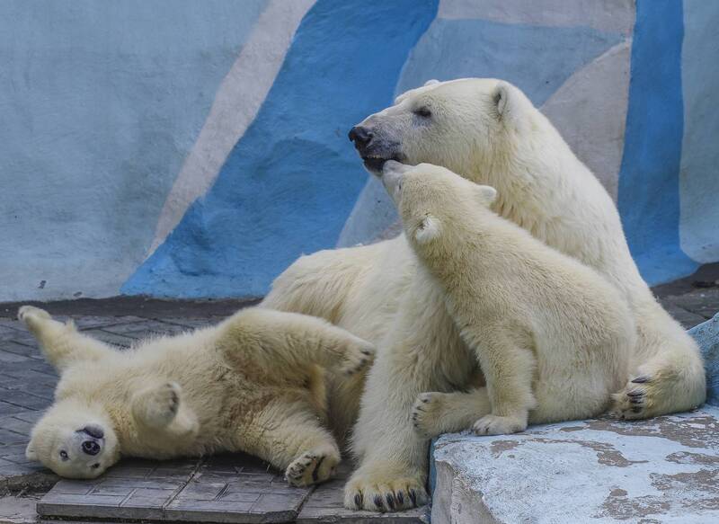 Белые медведи фото превью