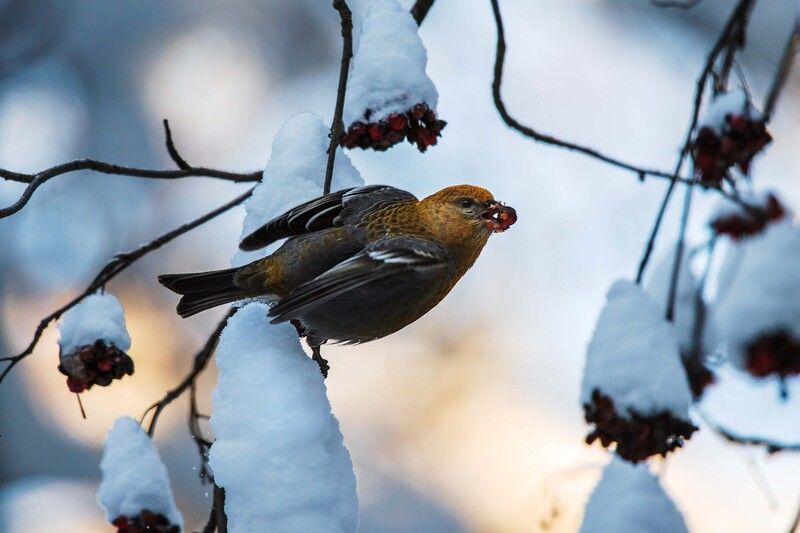 Гость с таёжного севера фото превью