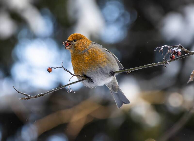 Щур фото превью