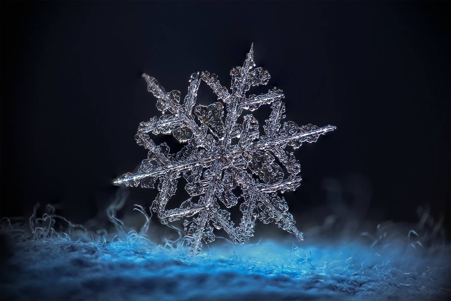 ceclii, macro, Tsvetan Ganev