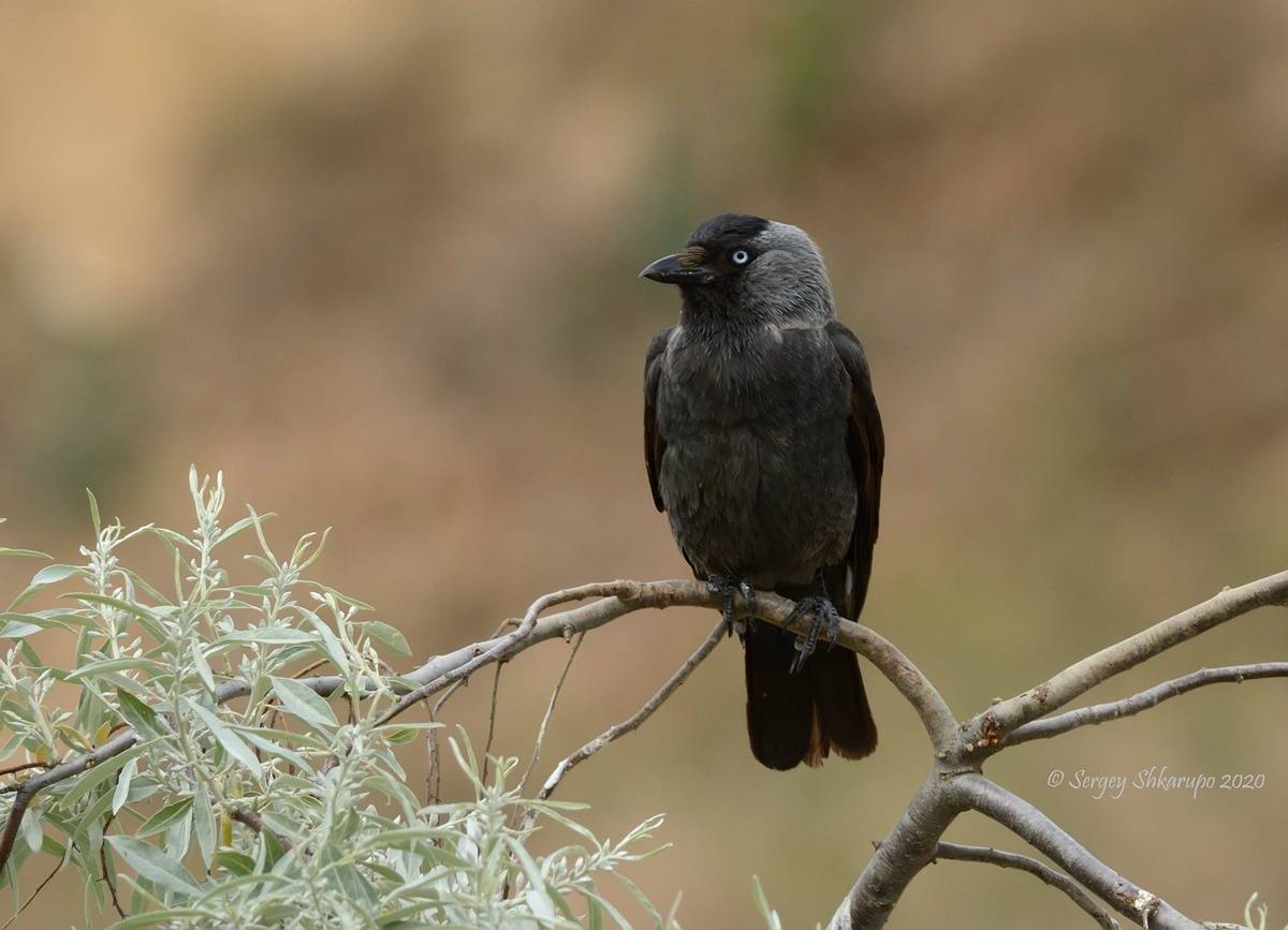, Сергей Шкарупо