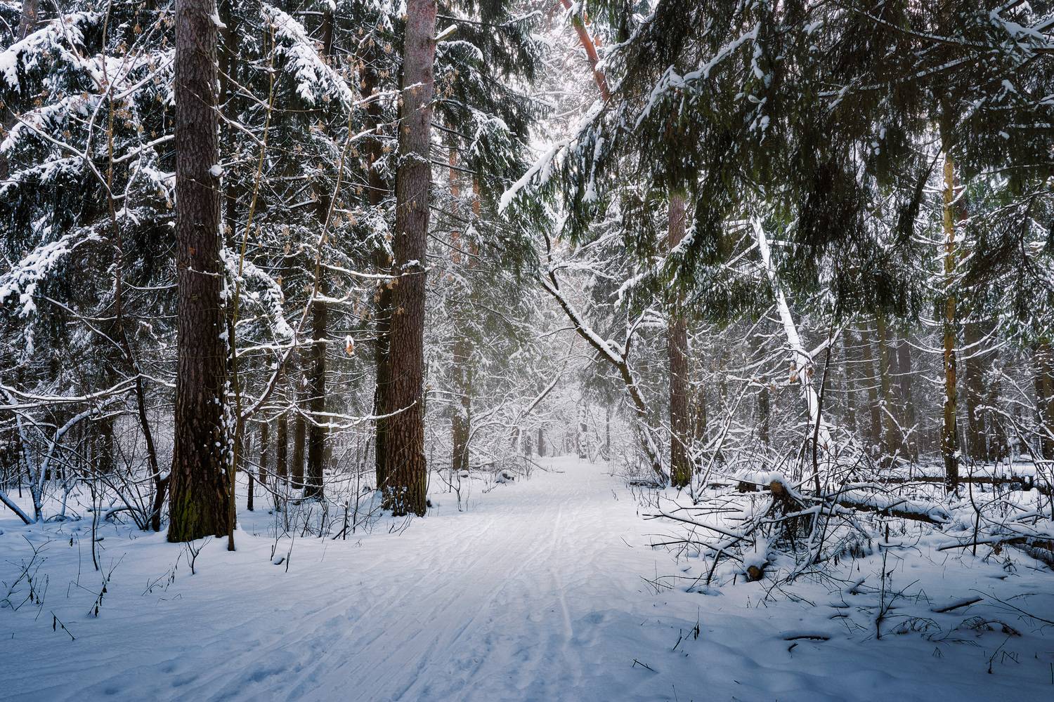 лес, деревья, снег, Валерий Вождаев