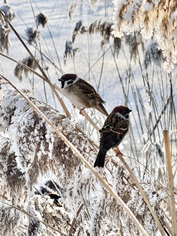 птицы, фото птиц, На страже зимы фото превью