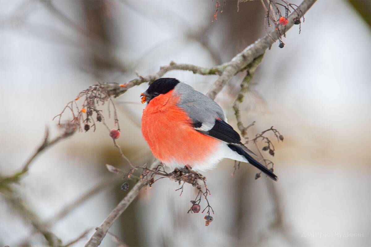 , Чудинин Дмитрий