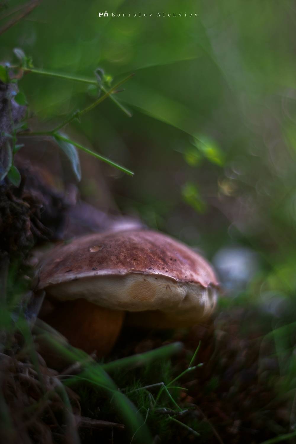 mushroom,dark,light,bokeh,nature,, Алексиев Борислав
