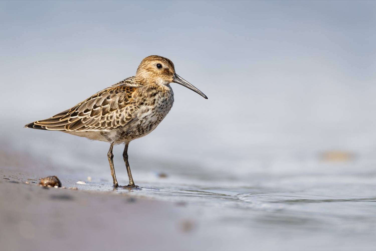 чернозобик, кулик, птицы, Ruslan Pl