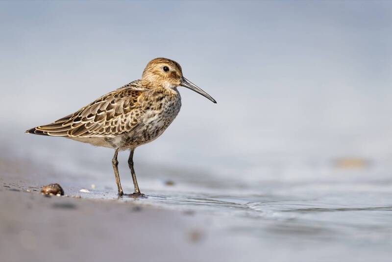 Чернозобик фото превью