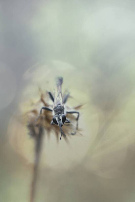 Prionyx kirbii фото превью