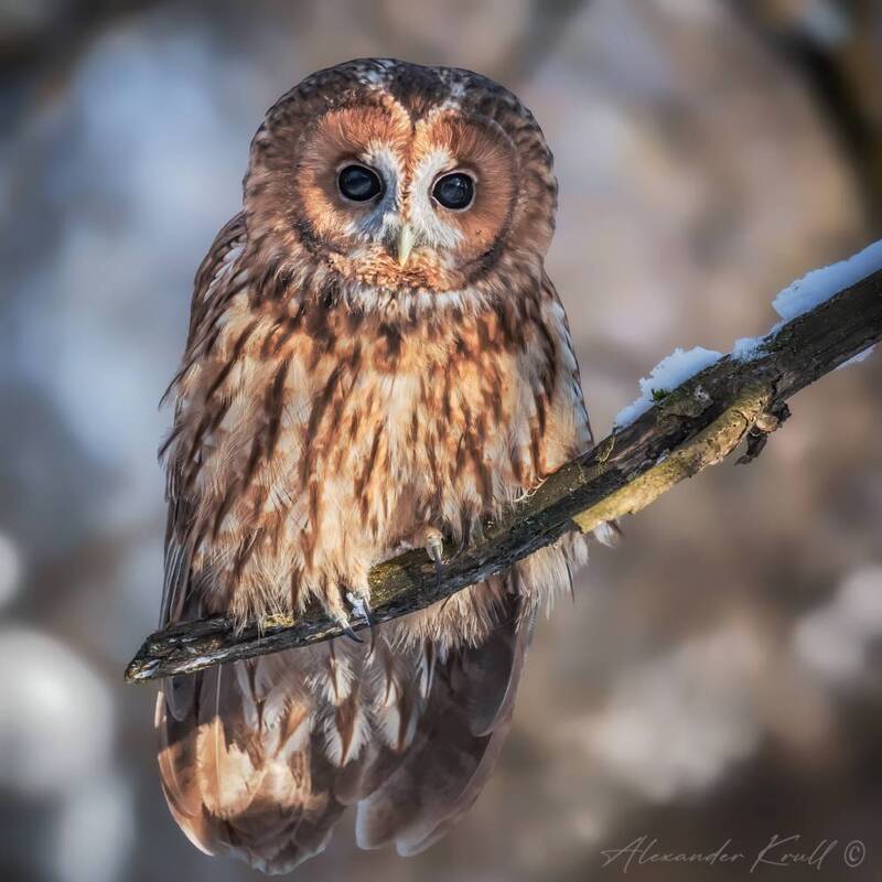 сова, неясыть, серая неясыть, обыкновенная неясыть, strix aluco willkonskii Бездна в глазах фото превью