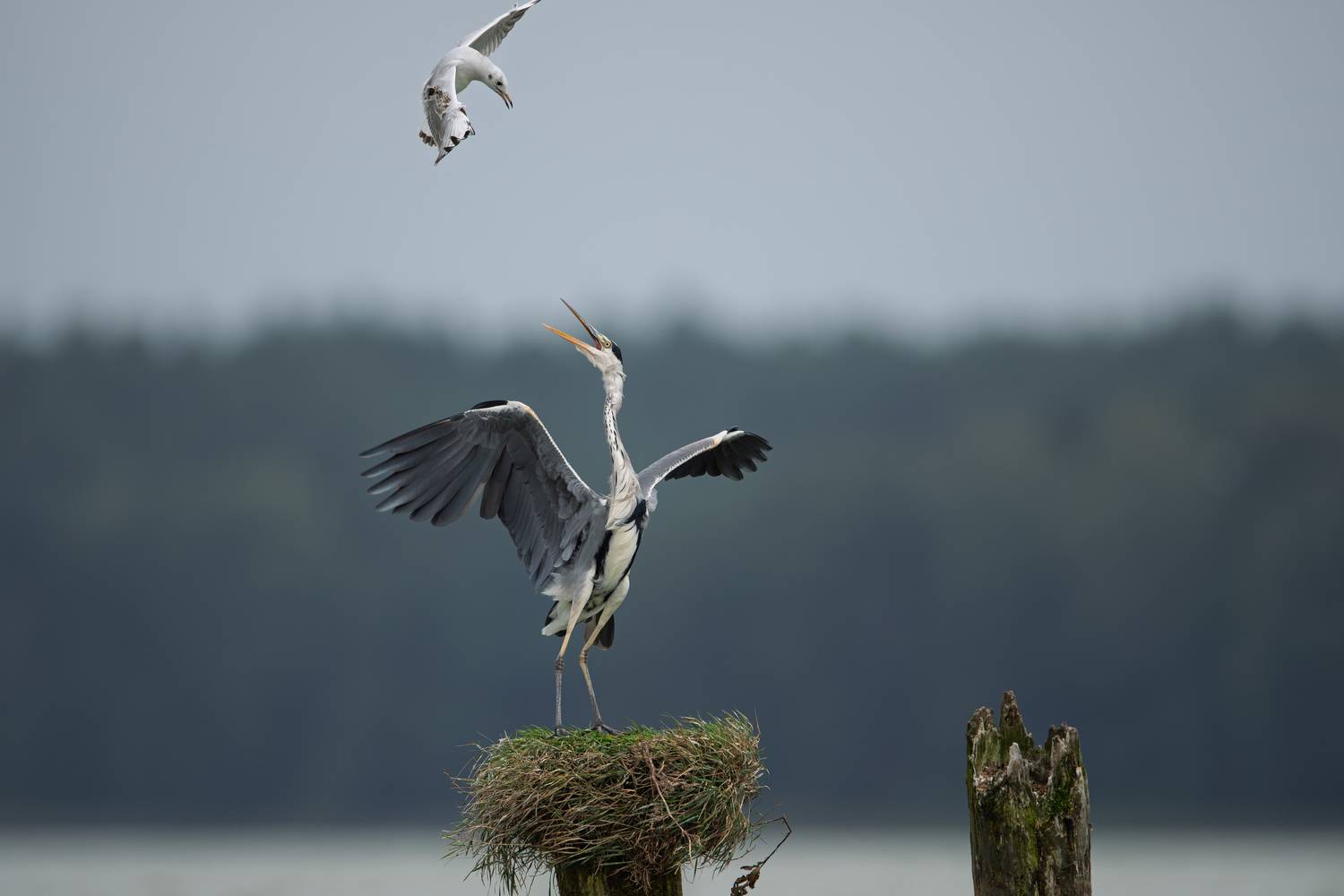 цапля, серая цапля, чайка, атака, противостояние, схватка, птица, озерная чайка, дикая жизнь, heron, grey heron, seagull, attack, Дмитрий Федорако