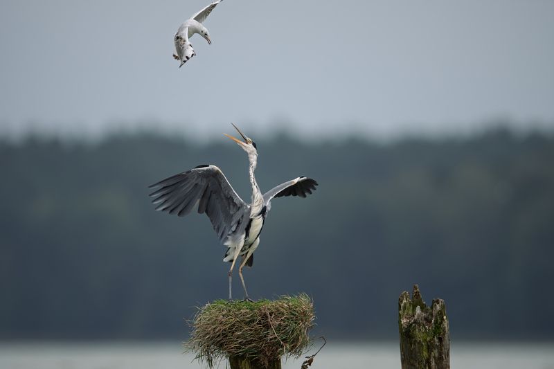 цапля, серая цапля, чайка, атака, противостояние, схватка, птица, озерная чайка, дикая жизнь, heron, grey heron, seagull, attack Уходи прочь // Go away фото превью