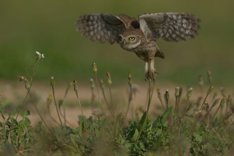 Little owl  фото превью