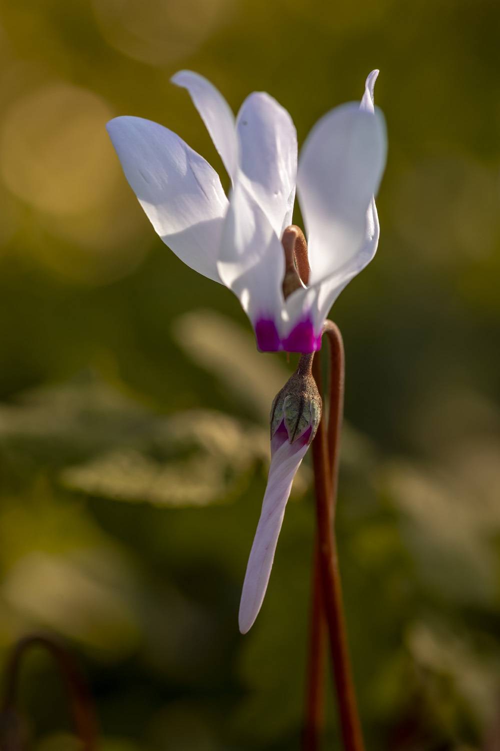 macro, flowers, plants, nature, spring, red, grass, Nikolay Tatarchuk