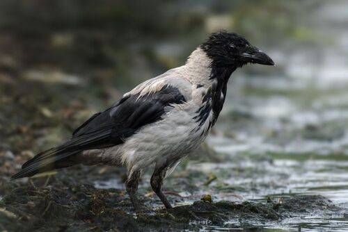 Серая ворона