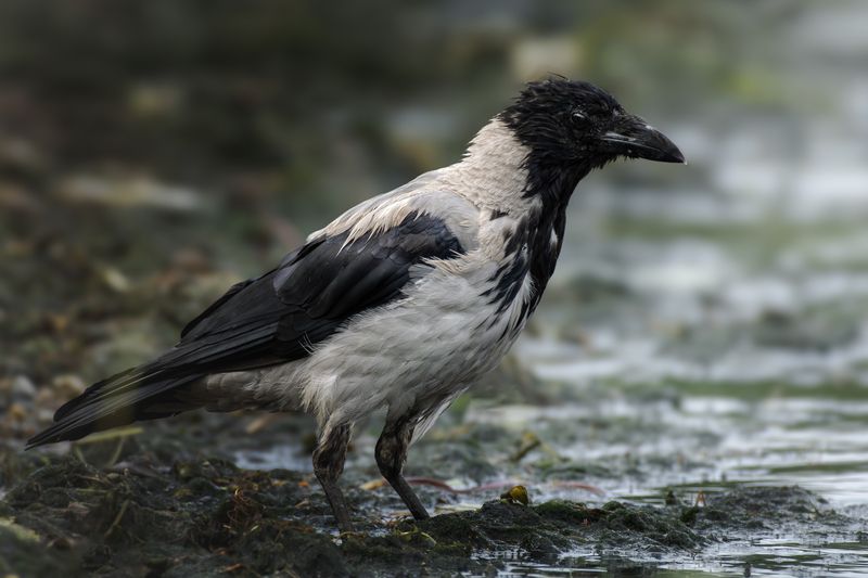 wildlife, birdwatching, nature, bird photography, птица, фотоохота, природа, ворона Серая ворона фото превью