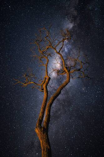 A Tree Under a Galactic Sky