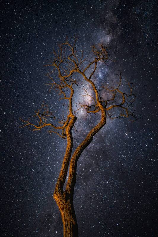 A Tree Under a Galactic Sky фото превью