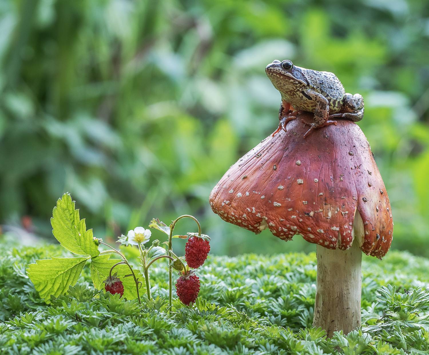 лягущка, мухомор, Татьяна Феденкова