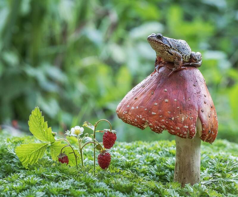 Будущая  Царевна) фото превью