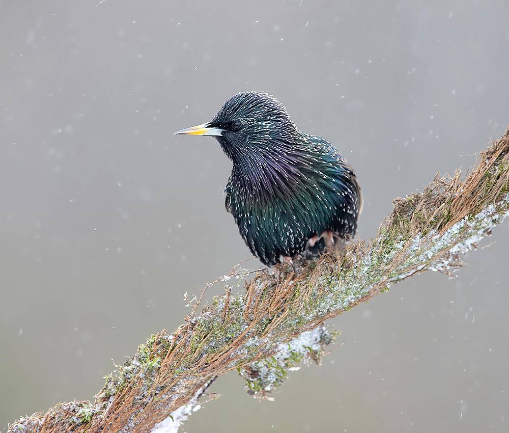 european starling, обыкновенный скворец, скворец, starling, зима, winter bird, птицы, snow, winter, cold, Etkind Elizabeth