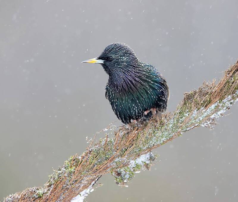 european starling, обыкновенный скворец, скворец, starling, зима, winter bird, птицы, snow, winter, cold European Starling -Обыкновенный скворец фото превью