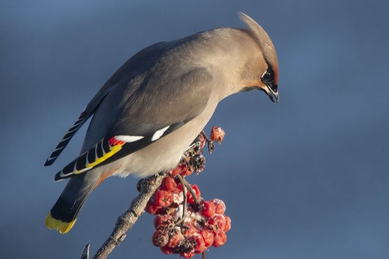 Свиристель и рябина фото превью