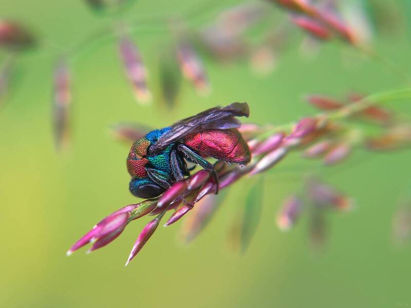 оса блестянка #оса4 фото превью