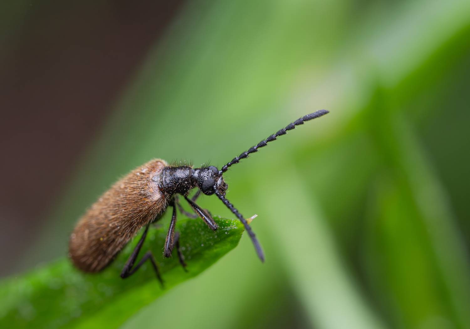 , Миша Усольцев