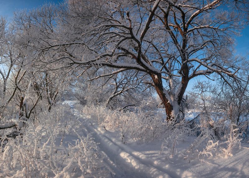 зима, дорога , лес  фото превью