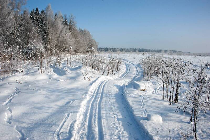 Вдоль леса фото превью
