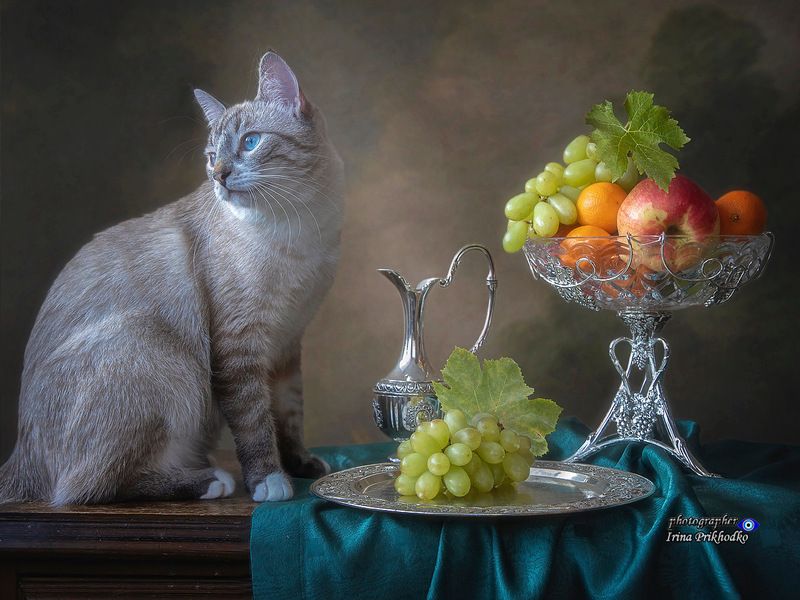 котики, домашние животные, питомцы, натюрморт, Охос Азулес Виноградный воришка фото превью