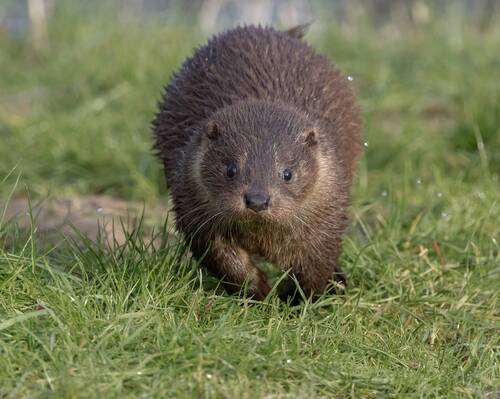 Baby Otter
