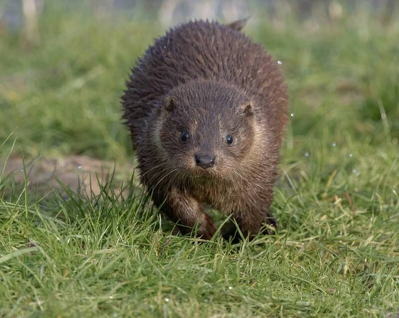otter, animal, nature, wildlife, canon Baby Otter фото превью
