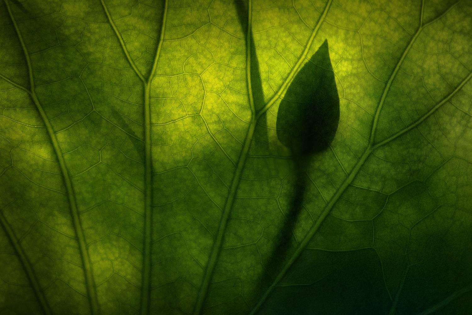 астраханская область, лотосы,, Дмитрий Купрацевич