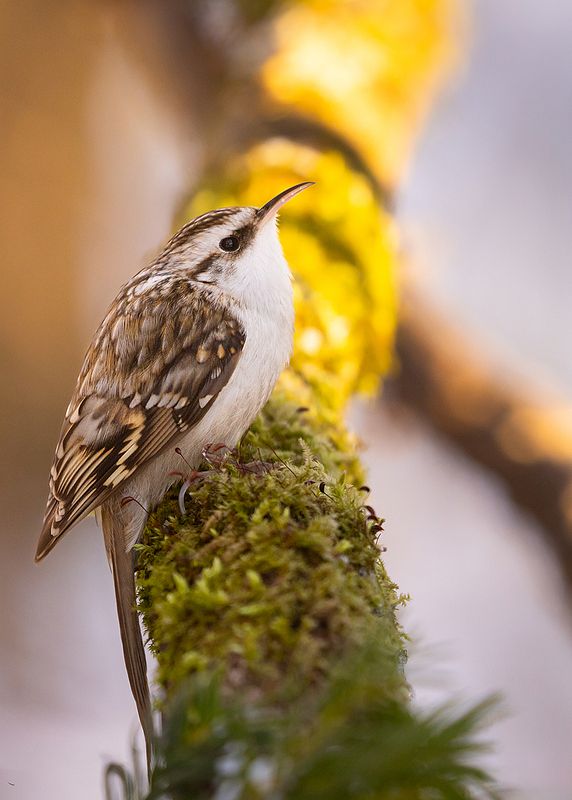 Certhia familiaris фото превью