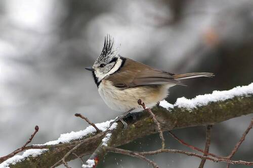 Хохлатая синица (Lophophanes cristatus)
