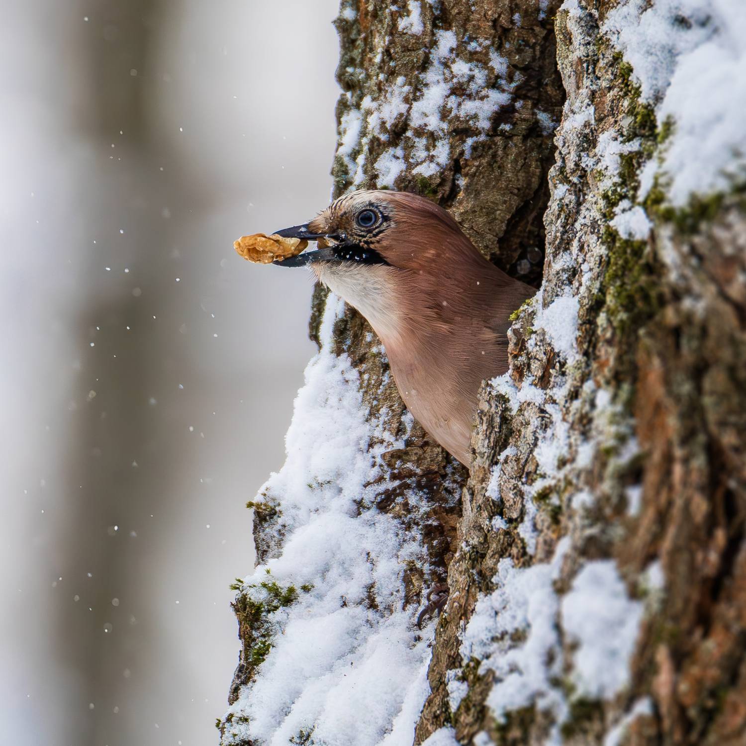 сойка, зима, птицы, птица, jay, birds, bird, winter, Жгилёв Сергей