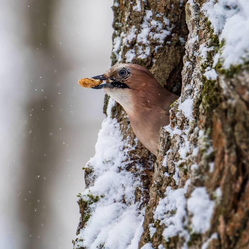 сойка,зима,птицы,птица,jay,birds,bird,winter Сойка и орех. фото превью