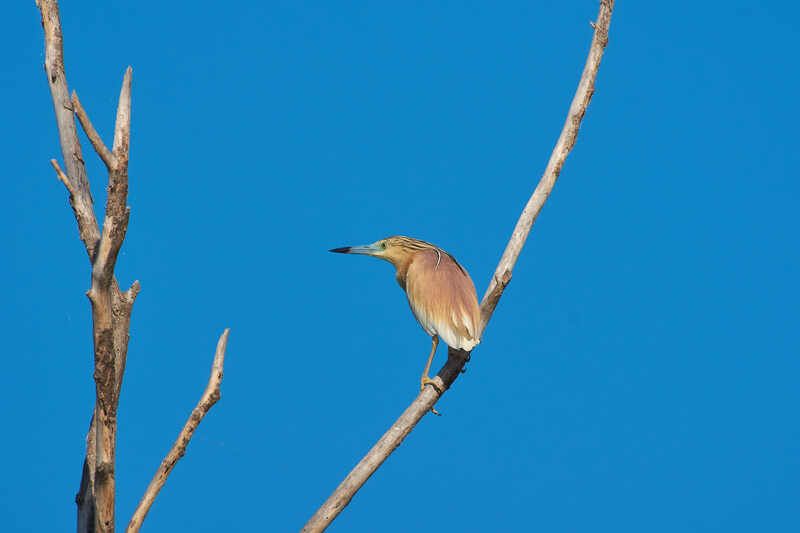 Жёлтая цапля, цапля, Ardeola ralloides, Жёлтая цапля фото превью