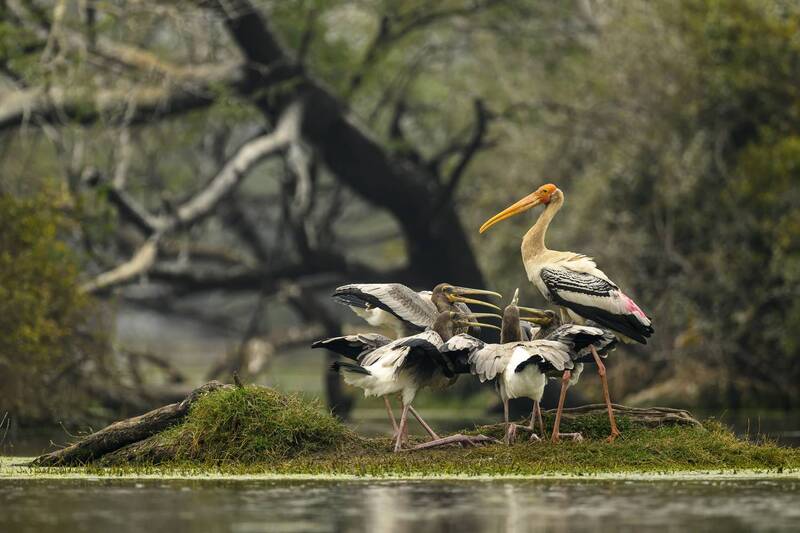 Кормление птенцов аиста фото превью