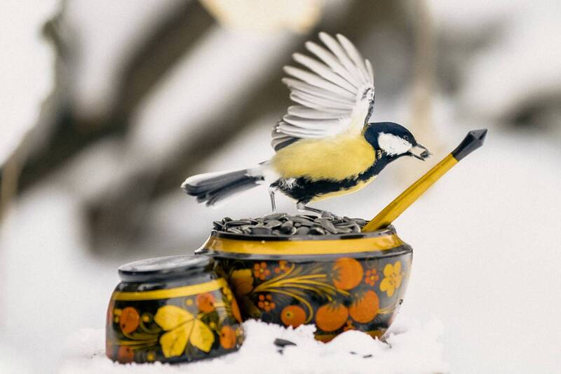 немного зимних развлечений и подкормка синиц, 01.2026 Немного зимних развлечений и подкормка синиц, 01.2026 фото превью