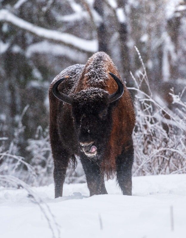 Дразнилка фото превью