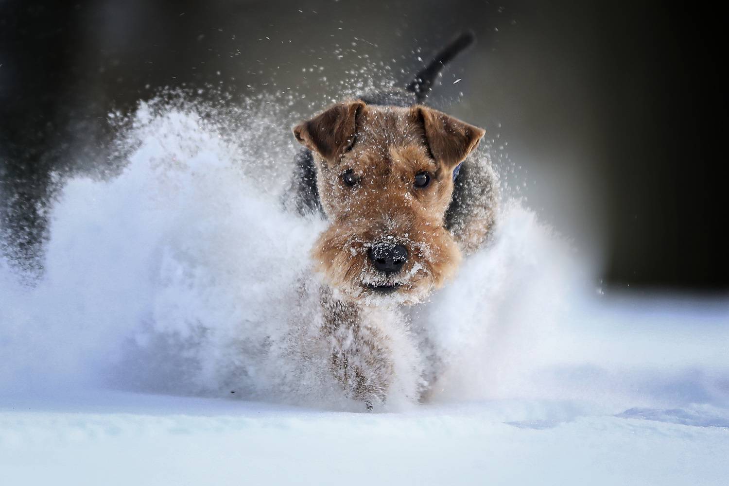 , Андрей Ершов