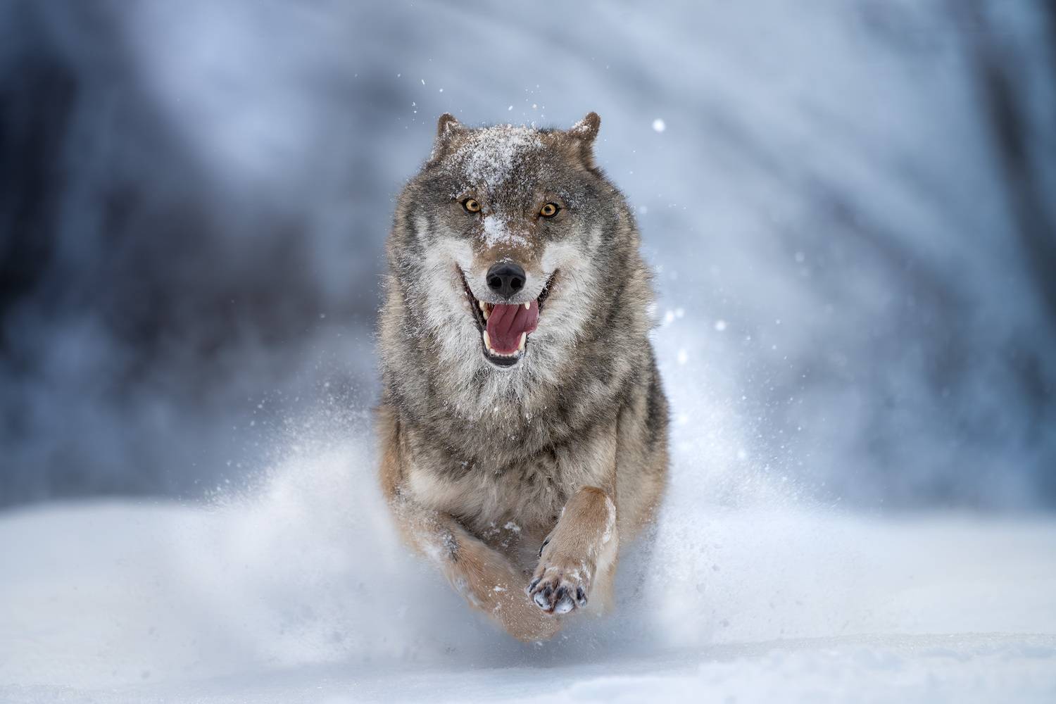 волк, серый волк, движение, снег, бег, зима, дикая природа, лес, природа, wildlife, wolf, фотоохота, Михаил Ездаков