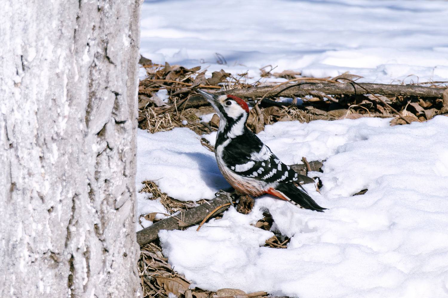фотограф олег мороз, дикий животный мир, птицы, фотосъёмка птиц, приморский край, находка, золотая долина, canon, Мороз Олег