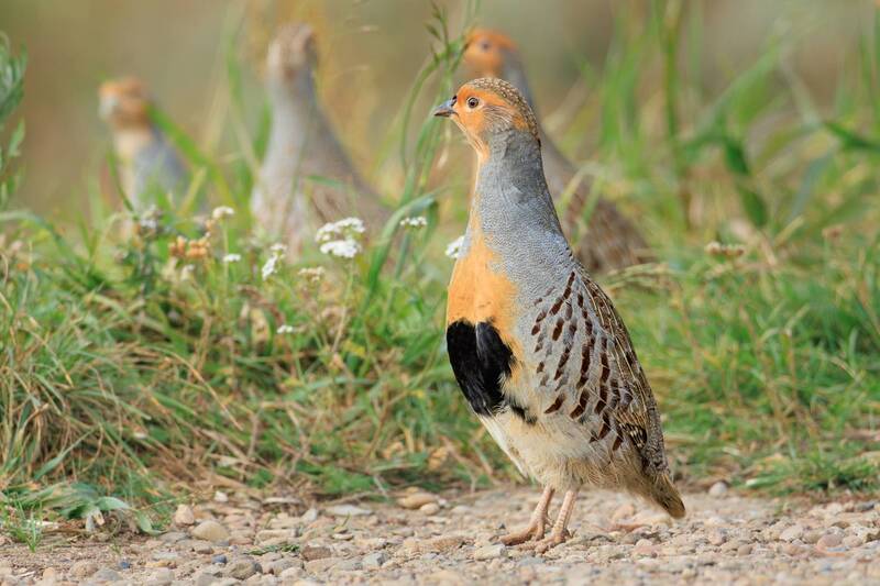 Бородатая куропатка фото превью