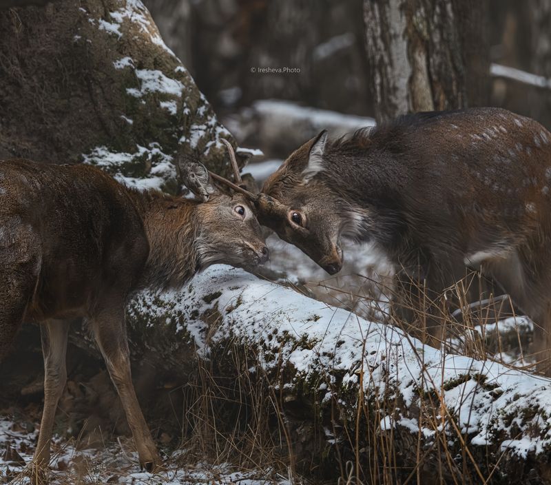 Пятнистый олень , самец Спорный момент фото превью